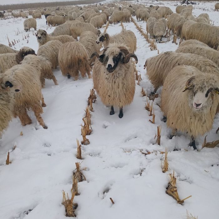 Vand berbec stramior