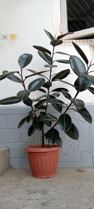 Qora shaxzoda alohida sotiladi 2ta