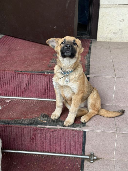 Отдам собак бесплатно, Алматы