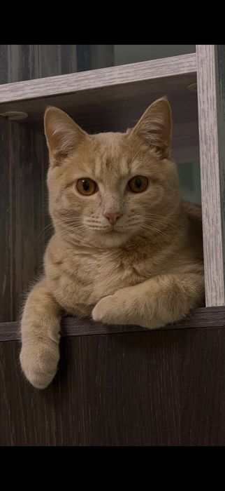 Отдам кота в добрые руки