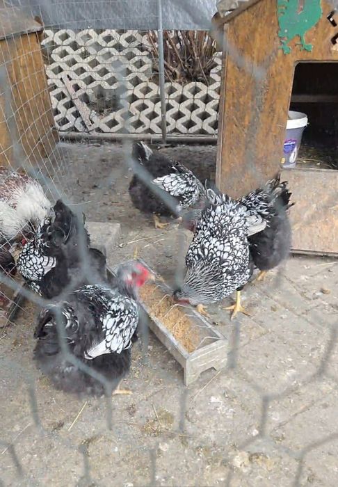 Vând ouă de găină pentru incubat. Preț avantajos!