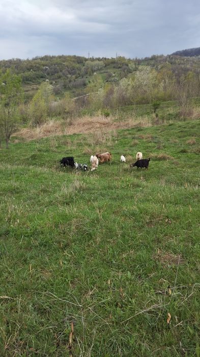 Vând Două capre  cu câte doi iezi