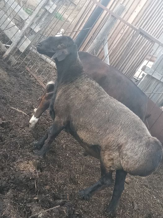 Кошкар на племя.