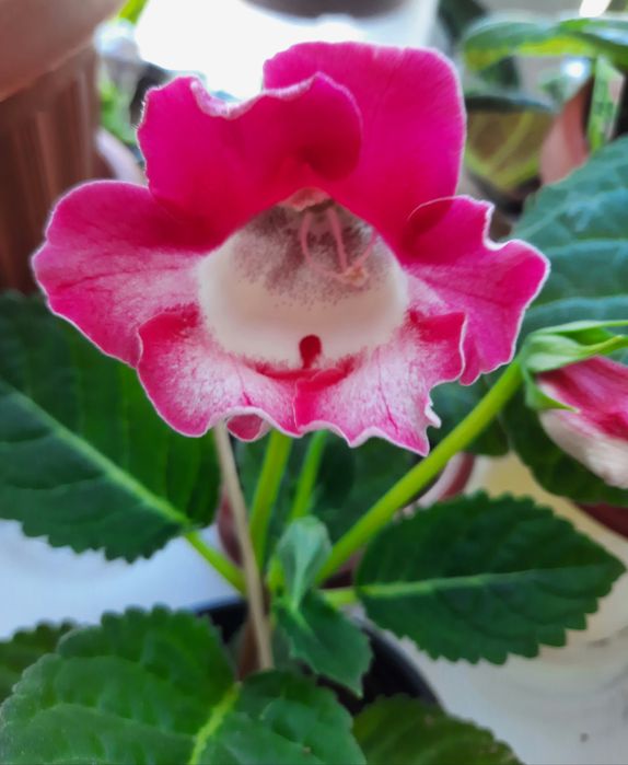 Продам смесь семян глоксиний.