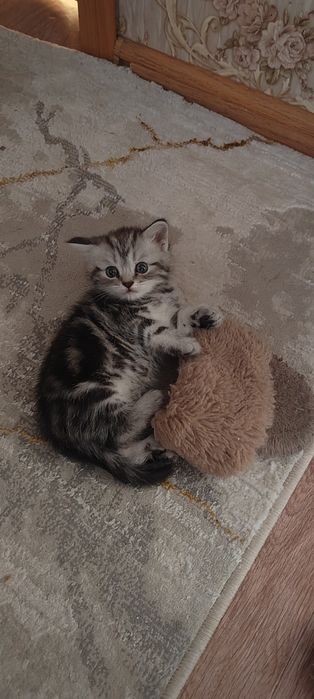 Котенок шотландец