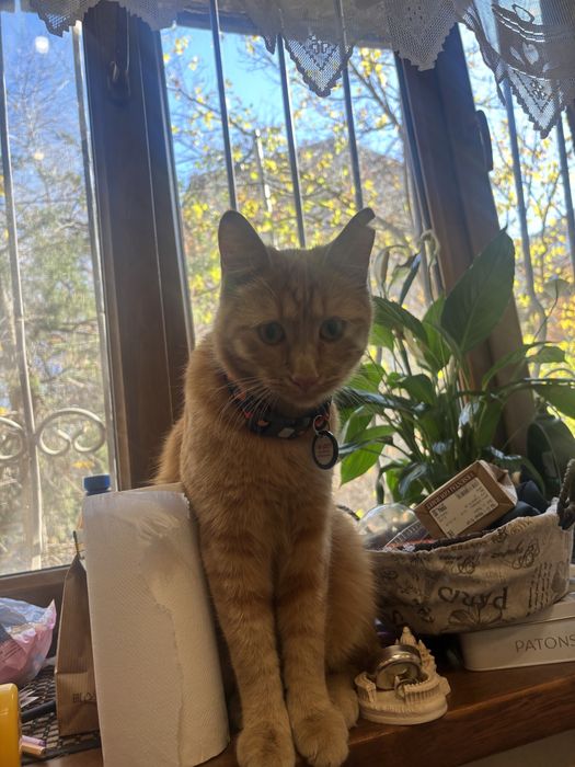 Потерян кот сломано ушко