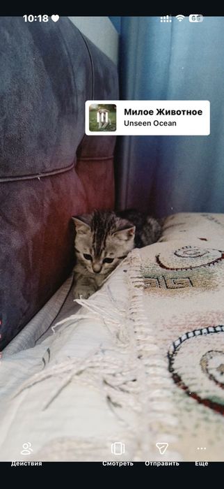 Отдам котёнка в добрые руки