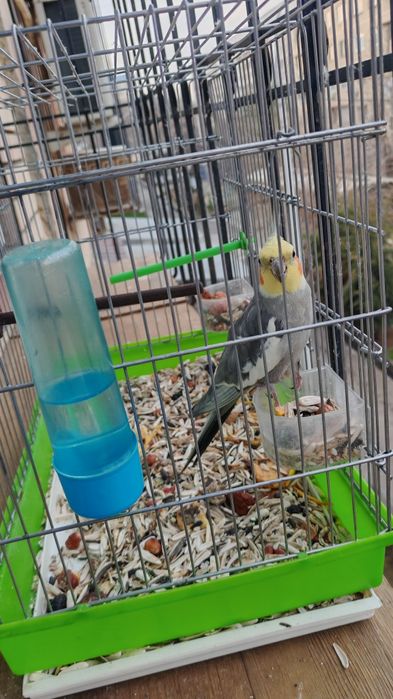 Корелла тотиси тоза парода