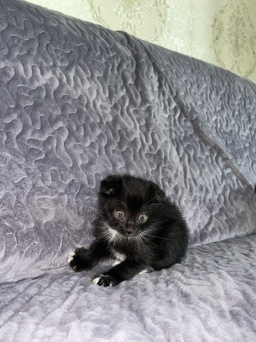 Скотиш фолд мушук