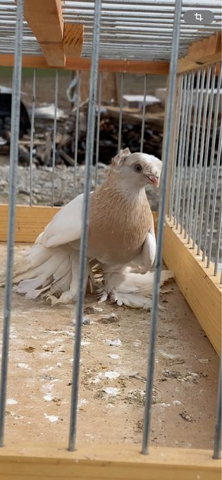 Голуби, тасманка двух чубая