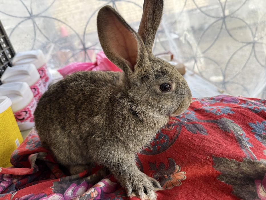 quyon bollari sotiladi