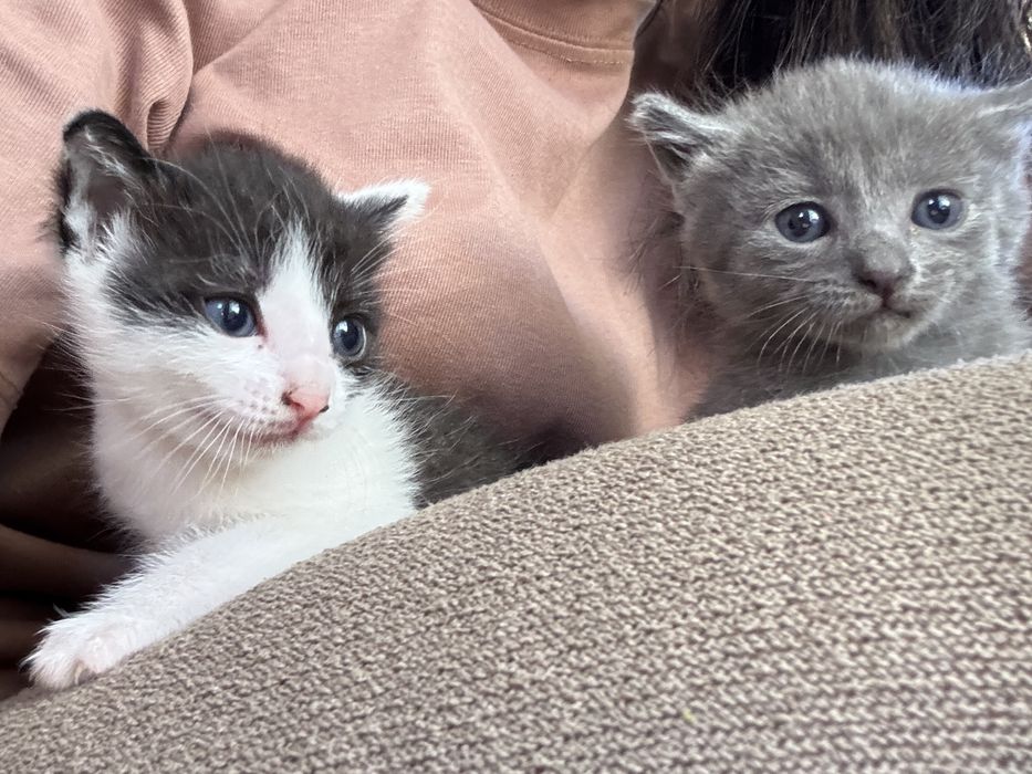 Молодая кошка ищет дом