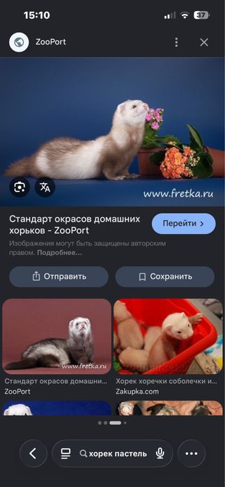 Хорек почти 2 месяца девочка