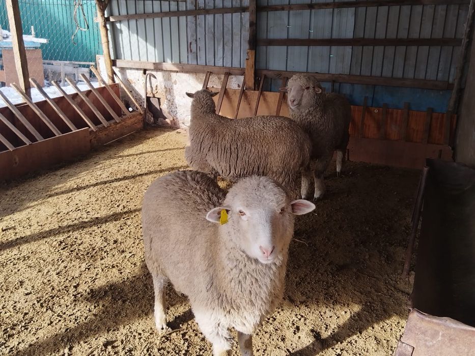 Токты,Кой,Бараны,овцы