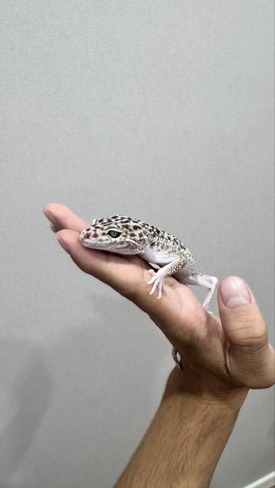 Иранский эублефар