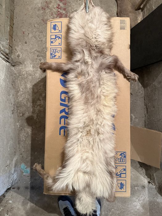 Продавам препарирана лисица