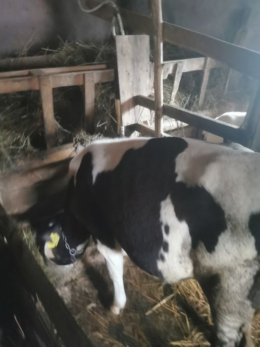 De vânzare doi tăurasi în jur de 7luni/schimb cu vitele