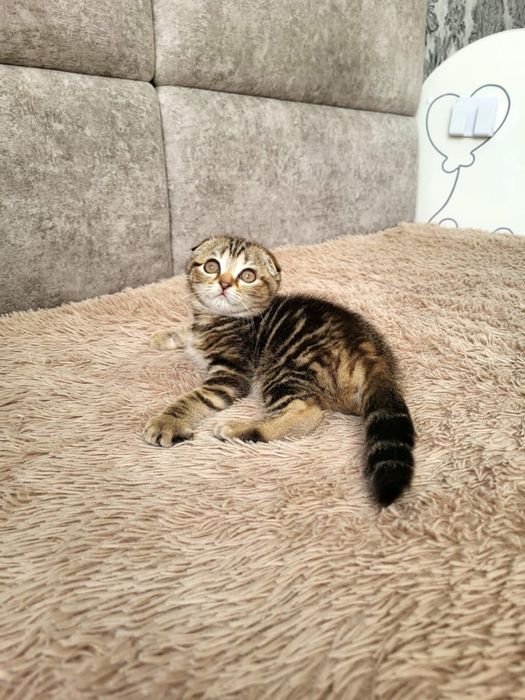 Чудо шотландские котики