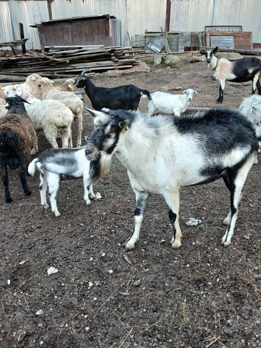 Продам козла Альпийская породы