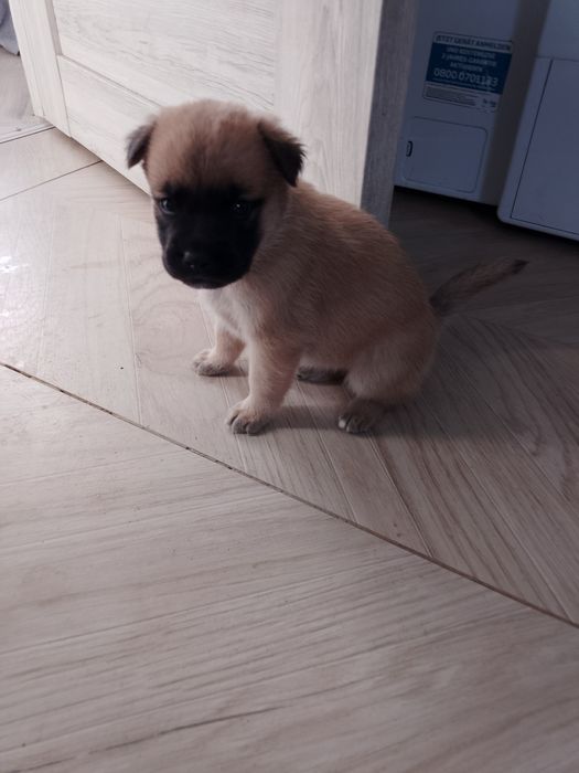Adoption Căini...