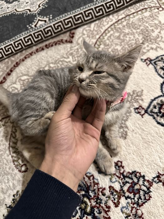 Mushuk 5 oylik gibrid