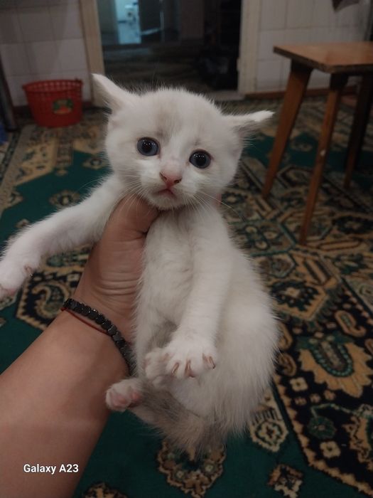 Отдам котят в добрые руки