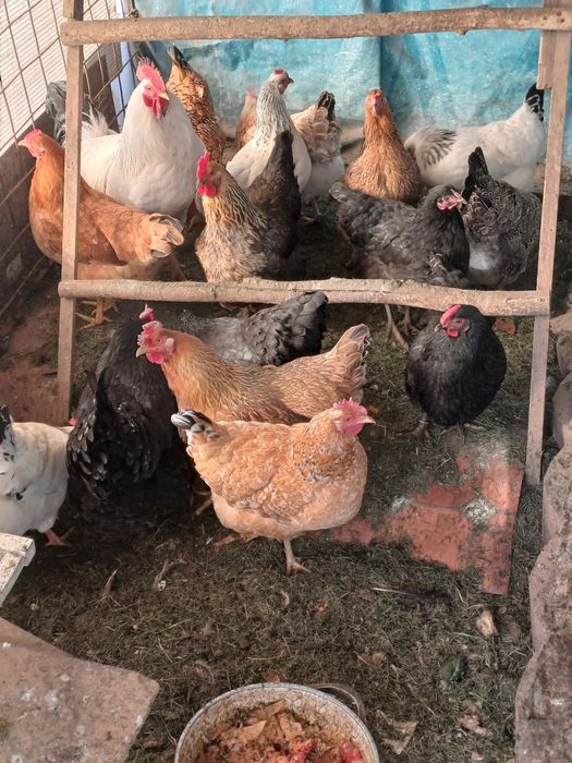 Продам курей домашних