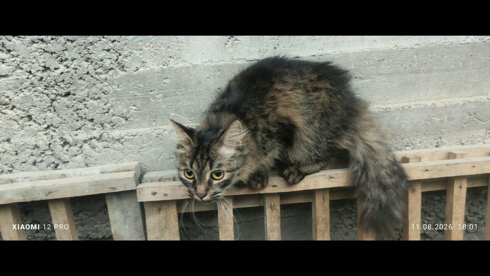 Отдам котят мальчики и девочки
