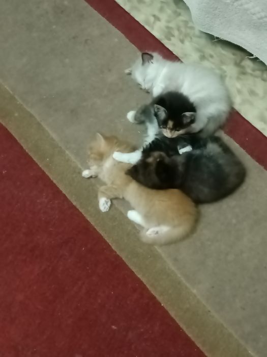Кошки милые,хорошие руки бесплатно