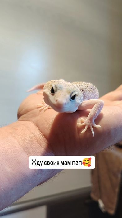 Эублефар ящерица