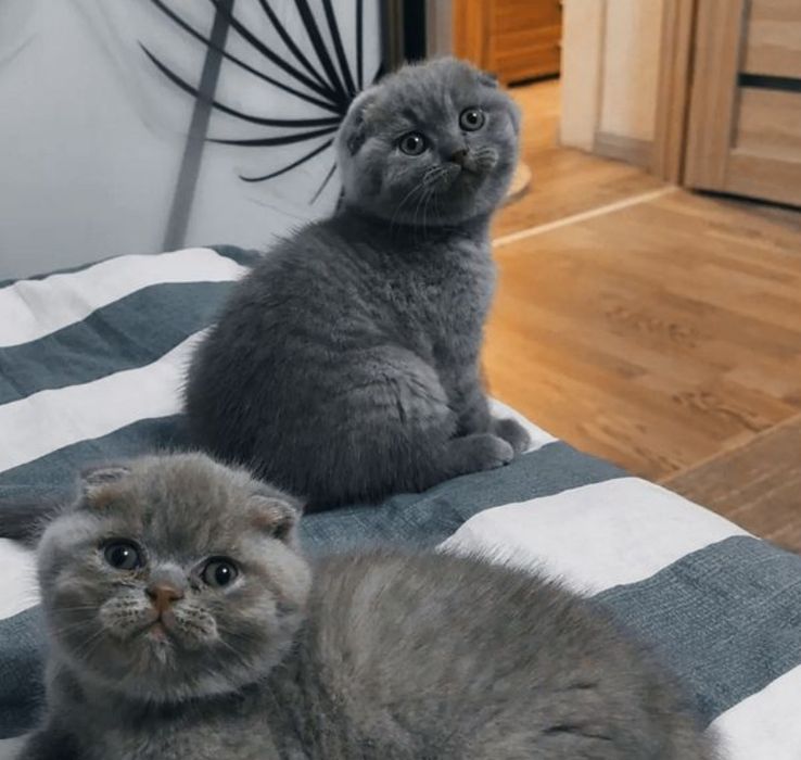 Котята Плюшевые Вислаушки