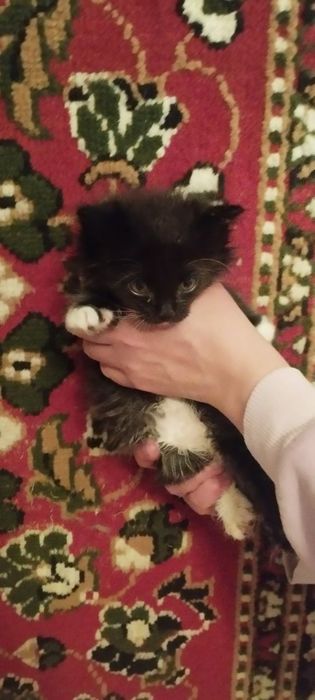 Котята в хорошие руки
