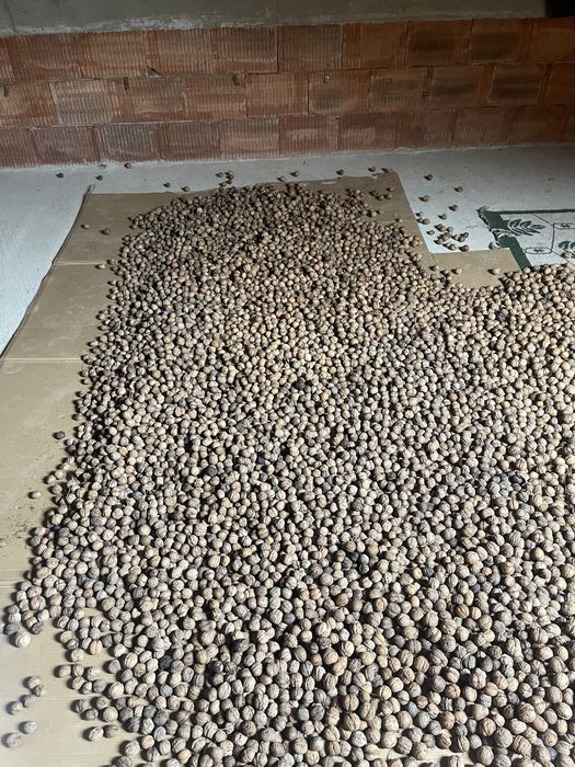 Nuci in coaja productie 2025