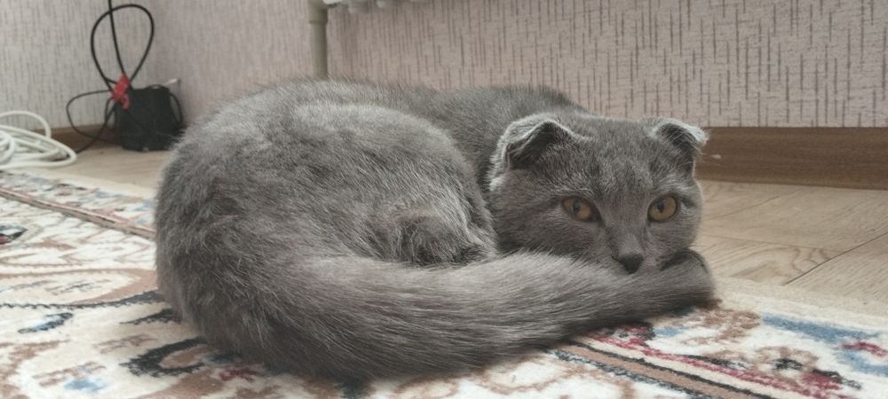 Scottish fold муха  сопогах