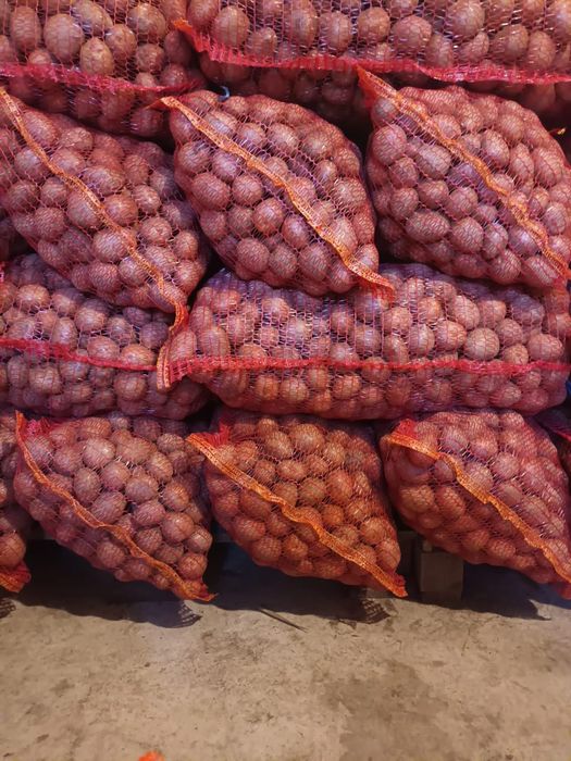 Cartofi de sămânță