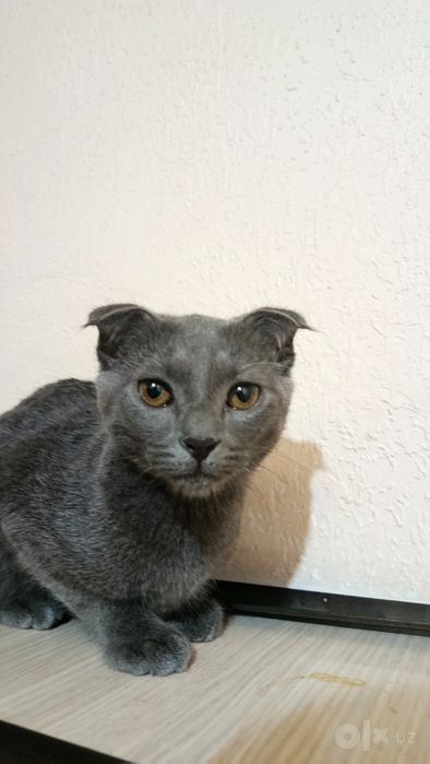 Британский домашний кот