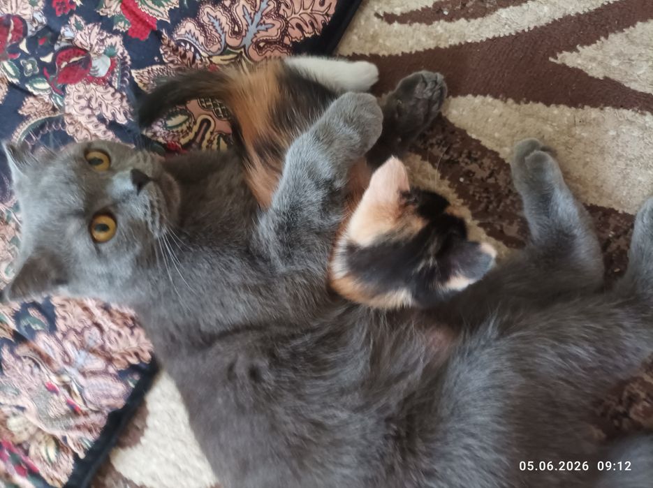 Мушук Британский скотч фолд.киз бола
