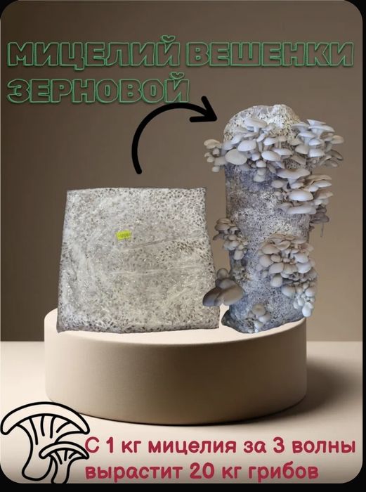 Продам мицелий вешенок