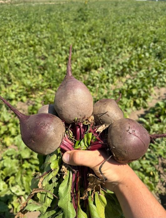 Продам свёклу оптом