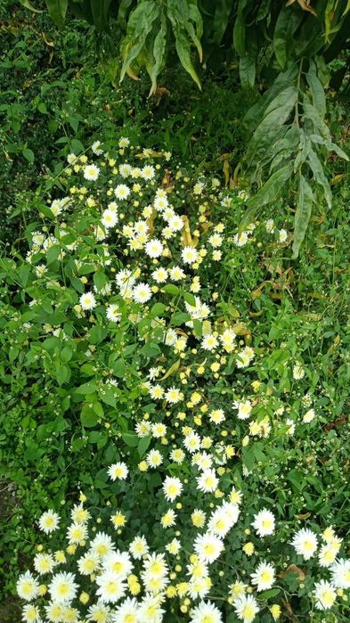 Продаётся цветы- Глобус