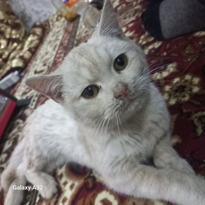 Mushuk skotish gibrit