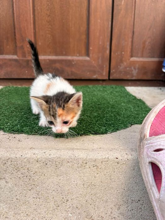 Котенца на 2 месеца търсят дом в Русе