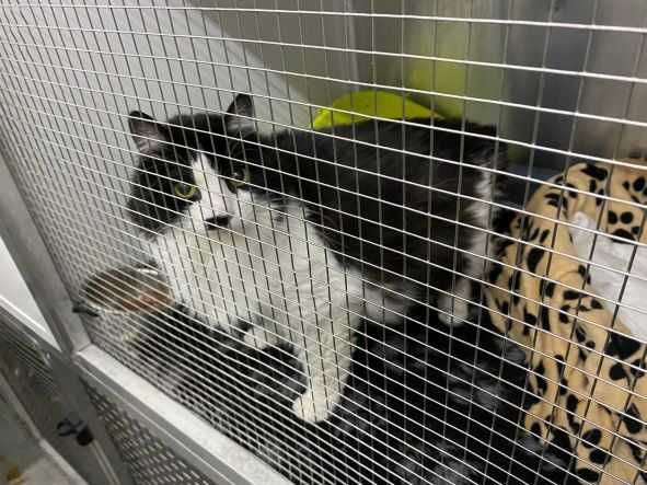 Transport CAINI si Pisici Autorizat Romania ANGLIA si invers !