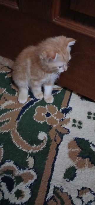 Aqillik , sog'lom mushuk bolasi.