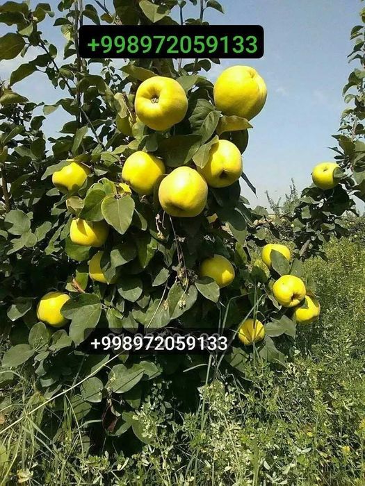 Мевалик кучатлар