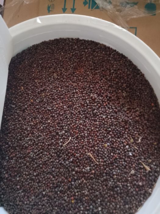 Sămânță de varza Românească de vanzare.