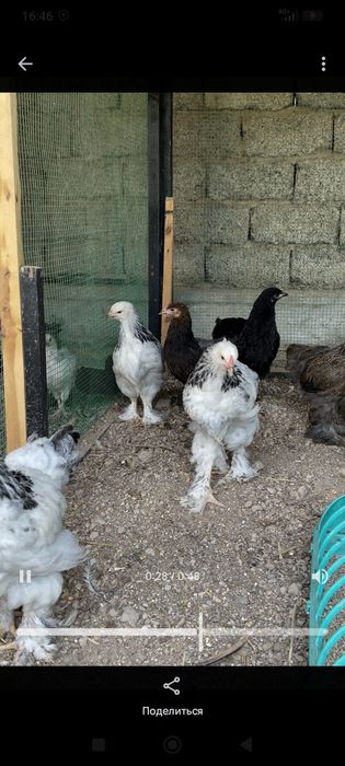 Brama Jo'jalari sotiladi 2 oyli