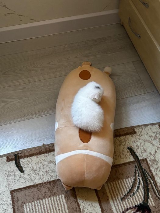 Котята,скоттиш фолд