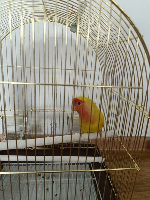 Продаю попугай,девочка