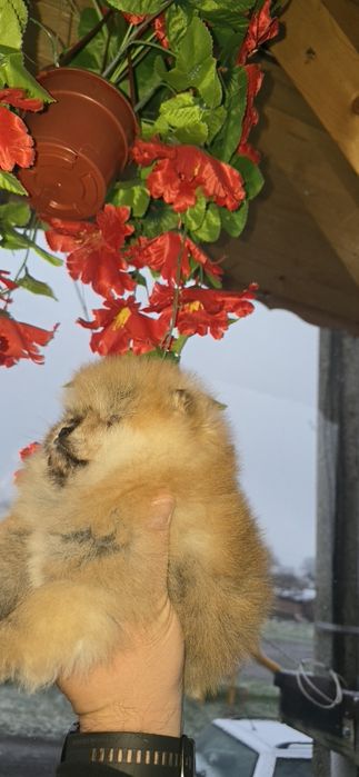 Померанчета на 2 месеца. БЕЗПЛАТНА ДОСТАВК!